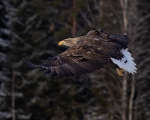 eagle_0089 Havsörn, Färnebofjärdens National Park, Sweden