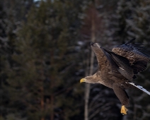 eagle_0090 Havsörn, Färnebofjärdens National Park, Sweden