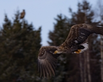 eagle_0096 Havsörn, Färnebofjärdens National Park, Sweden