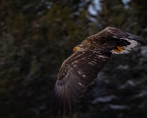 eagle_0099 Havsörn, Färnebofjärdens National Park, Sweden