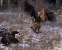 eagle_0102 Havsörn, Färnebofjärdens National Park, Sweden