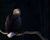 eagle_0106 Havsörn, Färnebofjärdens National Park, Sweden