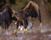 eagle_0112 Havsörn, Färnebofjärdens National Park, Sweden