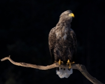 eagle_0114 Havsörn, Färnebofjärdens National Park, Sweden