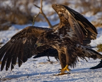 eagle_0151 Havsörn, Färnebofjärdens National Park, Sweden