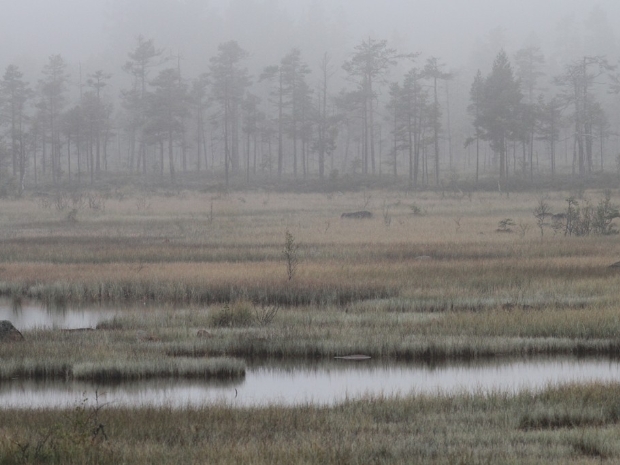 Hamra National Park Sweden