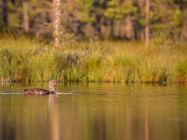 Knuthöjdsmossens Nature Reserve Sweden